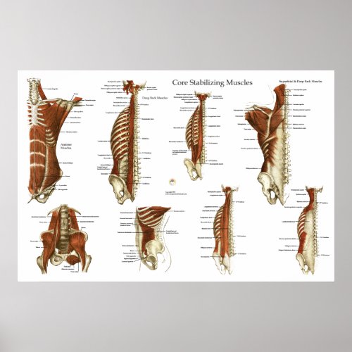 Deep and Core Stabilizing Muscles Anatomy Poster