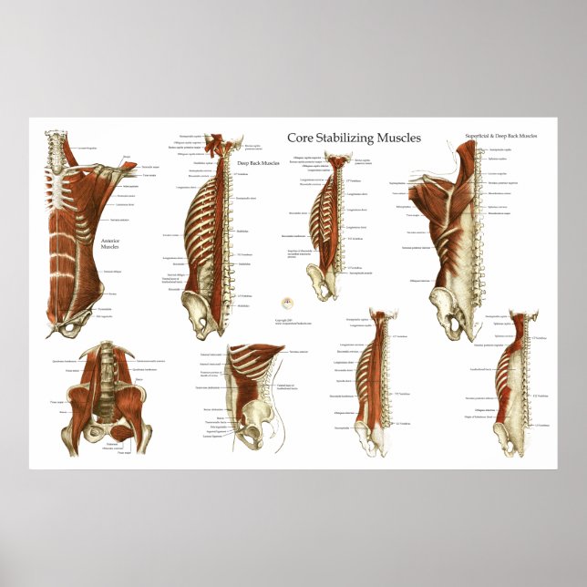 Deep and Core Stabilizing Muscles Anatomy Poster (Front)