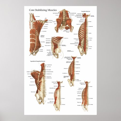 Deep and Core Stabilizing Muscles Anatomy Poster