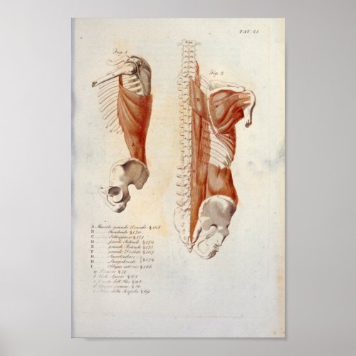 Deep Back Muscles Anatomy Print French