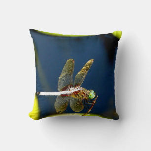 Deep Blue Pillow dragonfly, green eyes