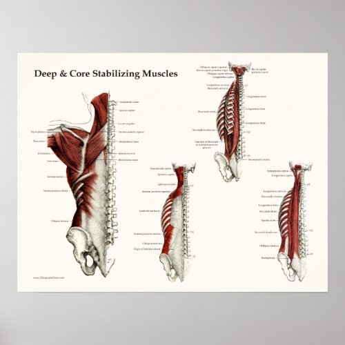 Deep  Core Stabilizing Muscles Anatomy Poster