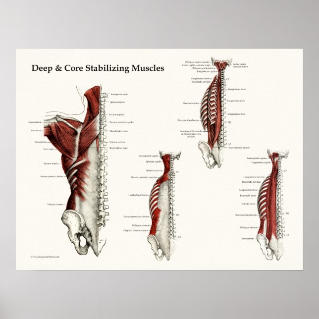 Deep & Core Stabilizing Muscles Anatomy Poster (Front)