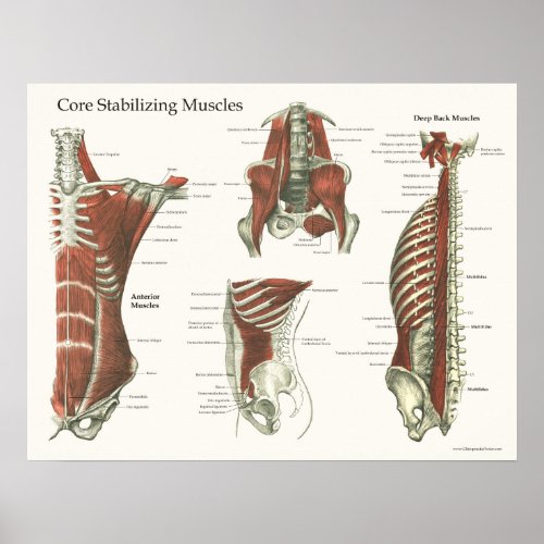 Deep  Core Stabilizing Muscles Anatomy Poster 1