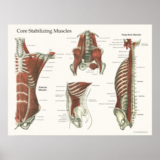 Deep & Core Stabilizing Muscles Anatomy Poster 1
