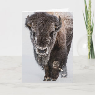 "Deep Freeze" Holiday Card