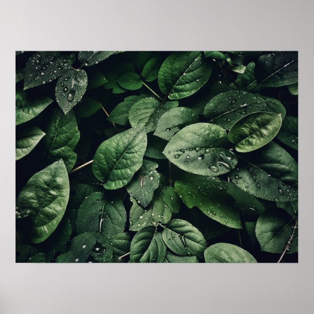 Deep Green Jungle Leaf Foliage Poster (Front)