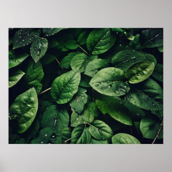 Deep Green Leaves Covered In Water Droplets Poster by EnhancedImages at Zazzle