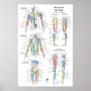 Deep Muscle Anatomy Chart