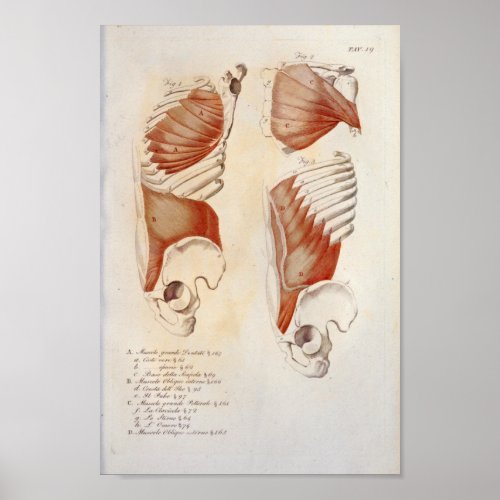 Deep Muscles Chest Abdomen Anatomy Print French