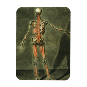 Deep Muscular System of the Back of the Body, plat Magnet