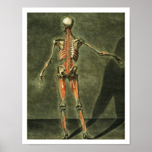 Deep Muscular System of the Back of the Body, plat Poster