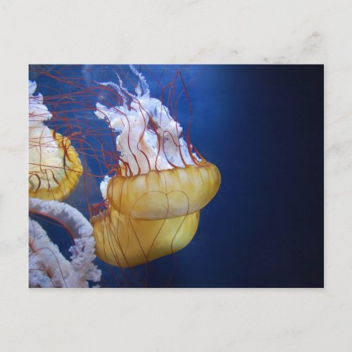 Deep Ocean Jelly Fish Postcard