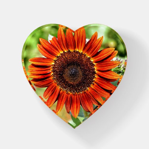 Deep Orange Sunflower Paperweight