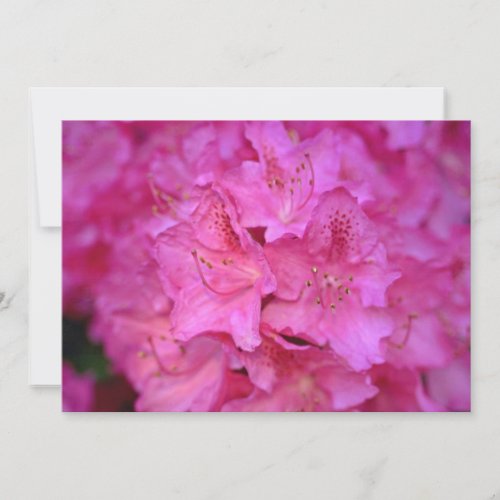Deep Pink Azalea Cluster flowers Announcements