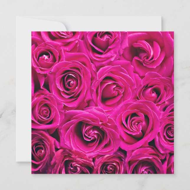 Deep Pink Blooming Roses Card (Front)
