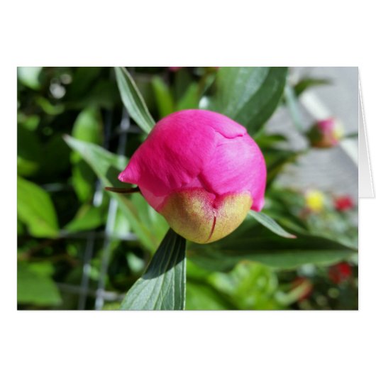 deep pink bud (Front Horizontal)