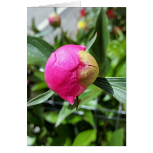 deep pink bud cards (Front)