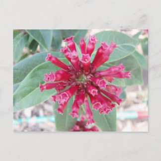 Deep pink flower postcard