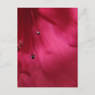 Deep Pink Hibiscus Postcard (vertical)