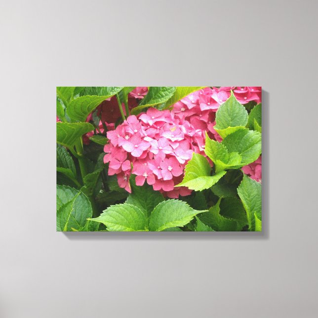 Deep Pink Hydrangea Bloom Canvas Print (Front)