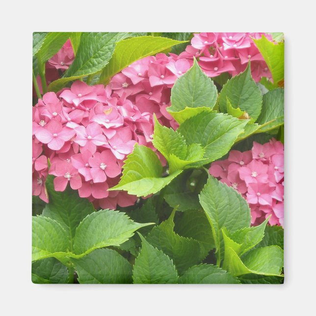 Deep Pink Hydrangeas Magnet (Front)