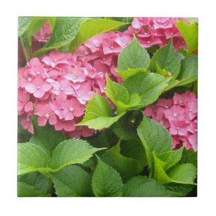 Deep Pink Hydrangeas Tile