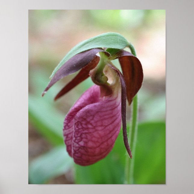 Deep Pink Lady Slipper Orchid Flower Poster (Front)