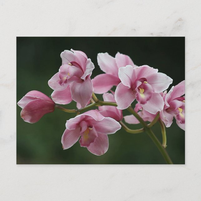 deep pink orchid postcard (Front)