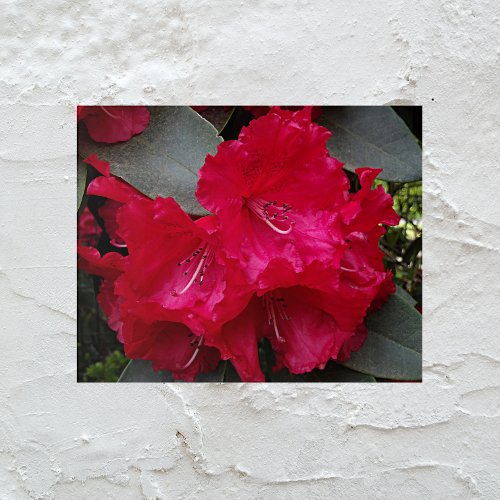 Deep Pink Rhododendron Blooms Floral Acrylic Print