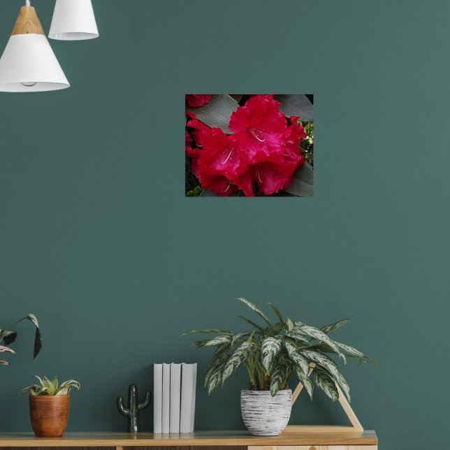 Deep Pink Rhododendron Blooms Floral Poster (Living Room 1)