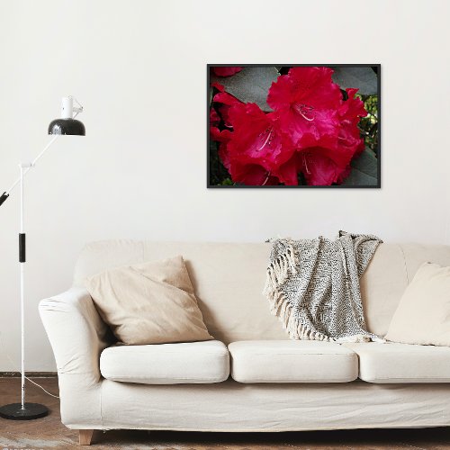 Deep Pink Rhododendron Blooms Floral Poster