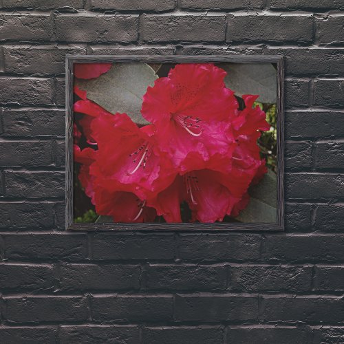 Deep Pink Rhododendron Blooms Floral Poster