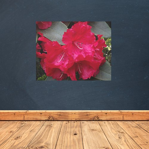 Deep Pink Rhododendron Blooms Metal Print