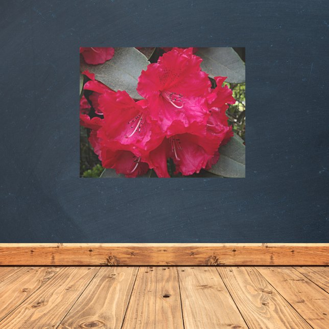Deep Pink Rhododendron Blooms Metal Print (In Situ)