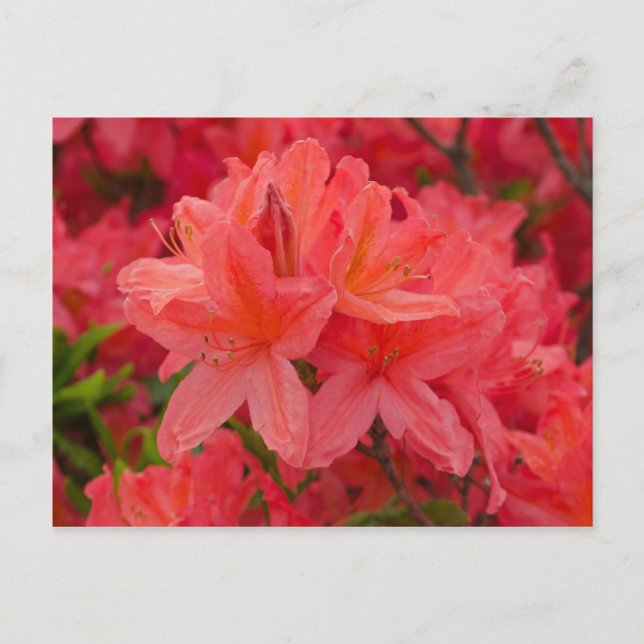 Deep Pink  Rhododendron Flowers Postcard (Front)