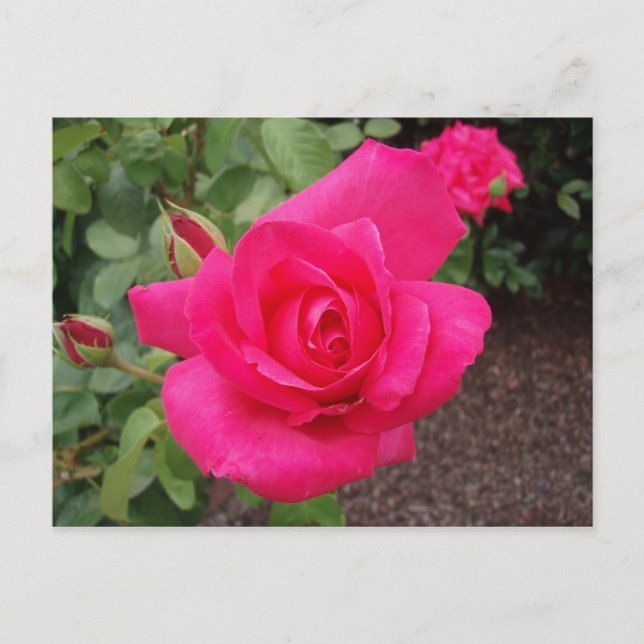 Deep pink rose postcard (Front)
