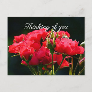 Deep Pink Roses, "Thinking of You" Postcard
