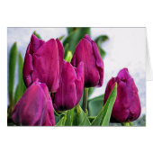 Deep Pink Tulips (Front Horizontal)