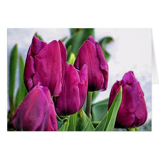 Deep Pink Tulips Cards (Front Horizontal)