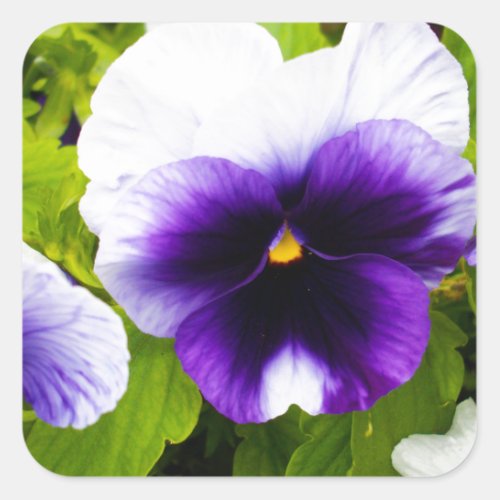 Deep Purple And White Pansies Square Sticker