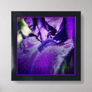 Deep Purple Bearded Iris Flower Petal Framed Art