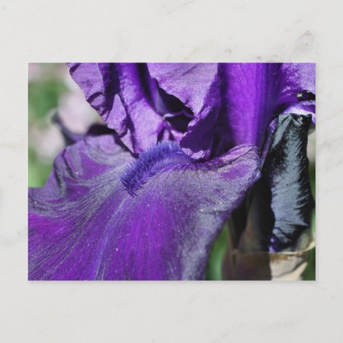 Deep Purple Bearded Iris Flower Petal Postcard