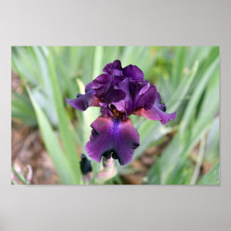 Deep Purple Bearded Iris Flower  Poster