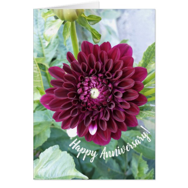 Deep Purple Dahlia Flower Anniversary Card (Front)