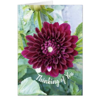 Deep Purple Dahlia Flower Thinking of You Card