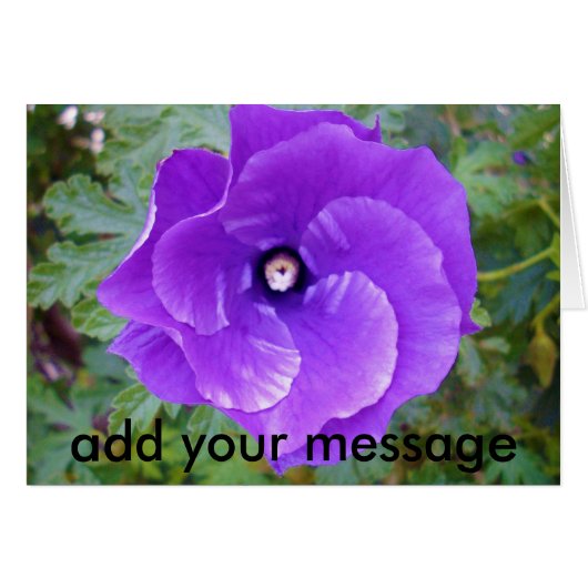 Deep Purple Hibiscus Flower, (Front Horizontal)