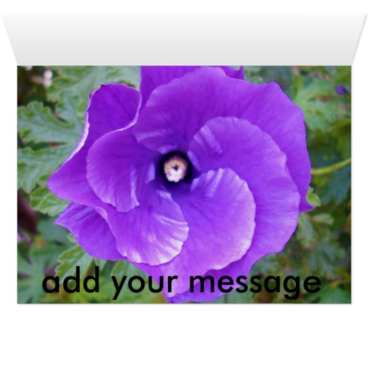 Deep Purple Hibiscus Flower, (Inside Horizontal (Bottom))