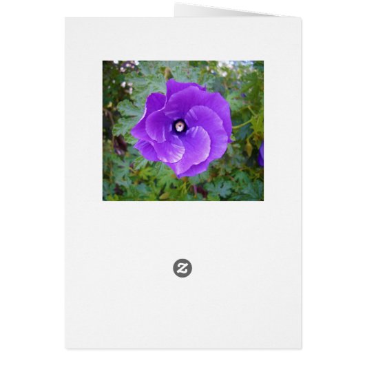 Deep Purple Hibiscus Flower, (Back)