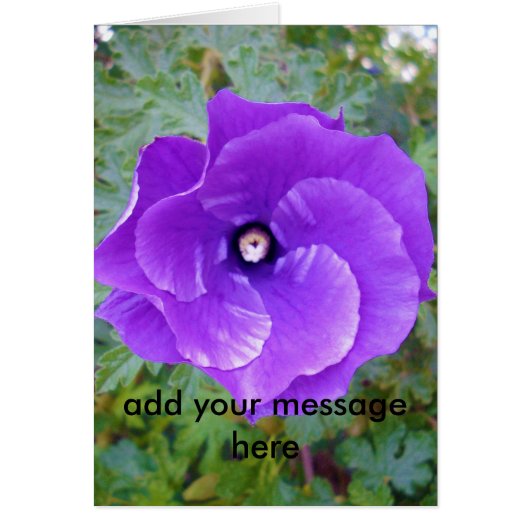 Deep Purple Hibiscus Flower, (Front)